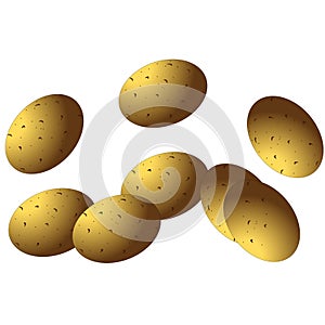 Potatoes on the white background. Isolated potatoes. Vector illustration