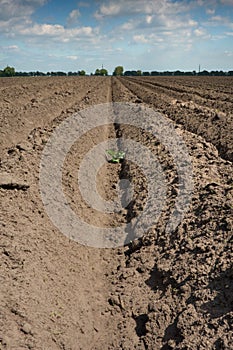 Potatofield in dry ground photo