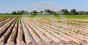 Potatofield in springtime