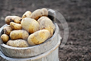 Potatos