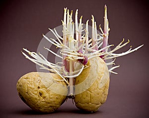 Potatos sprouting roots