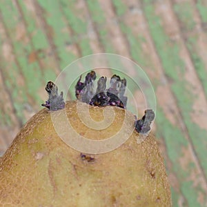 Potatos sprouting roots