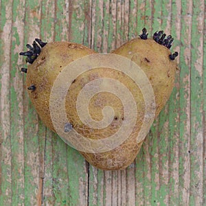 Potatos sprouting roots