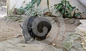 Potbellied black pig having a meal photo