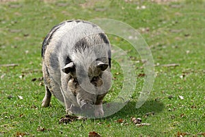 Potbellied pig photo