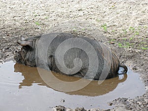 A potbellied pig in the water