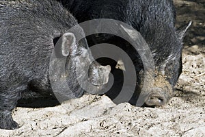 Potbellied pigs photo