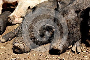 Potbellied pigs photo