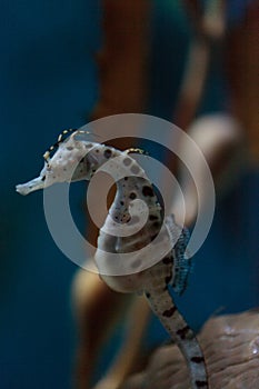 Potbellied seahorse Hippocampus abdominalis photo