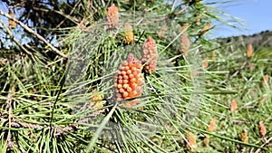 Potent Pollen: Male Pine Cones as Allergens