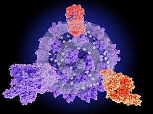 Potential drug target proteins of coronavirus SARS-CoV-2:spike protein, RNA polymerase, main protease