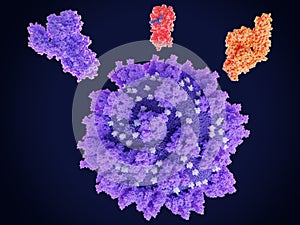 Potential drug target proteins of coronavirus SARS-CoV-2:spike protein, main protease., RNA polymerase photo