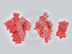 Potential drug target proteins of coronavirus SARS-CoV-2:spike protein, RNA polymerase, main protease photo