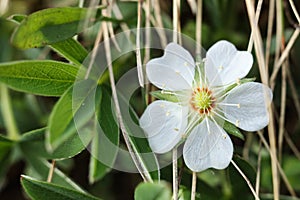 Potentilla alba, White cinquefoil flower in the spring
