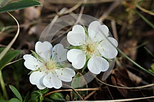 Potentilla alba, White cinquefoil flower in the spring