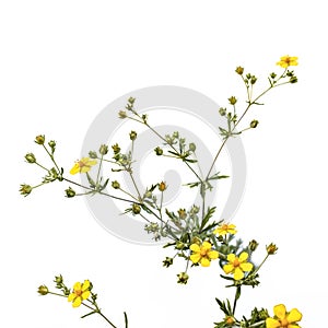 Potentilla argentea plant with yellow five-petalled flowers, isolated on white background. Flowering sprig of meadow weed in green