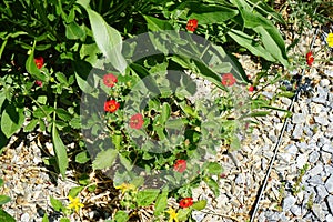 Potentilla atrosanguinea blooms in June. Germany