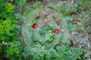 Potentilla atrosanguinea blooms in June. Germany