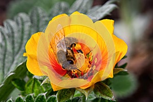 Potentilla atrosanguinea var argyrophylla