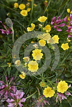 Potentilla aurea in bloom