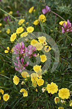 Potentilla aurea in bloom