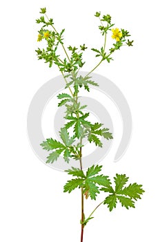 Potentilla erecta flower photo