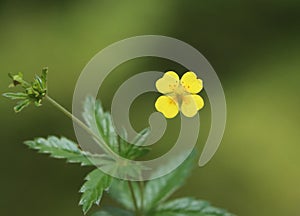 Potentilla erecta (tormentil)