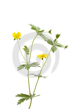 Potentilla erecta