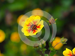 Potentilla `Esta Ann` Flower and Buds photo