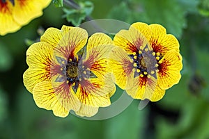 Potentilla `Esta Ann` photo