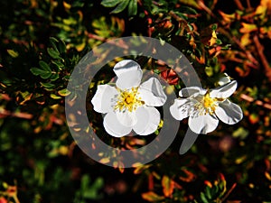 Potentilla fruticosa 'Abbotswood'