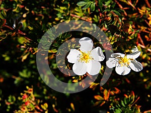 Potentilla fruticosa 'Abbotswood'