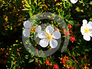 Potentilla fruticosa 'Abbotswood'