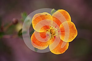 Potentilla fruticosa flower