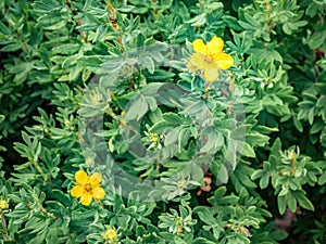 Potentilla fruticosa Goldstar Shrubby Cinquefoil