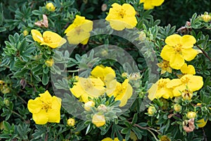 Potentilla fruticosa Goldstar Shrubby Cinquefoil in England photo