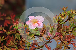 Potentilla fruticosa `Pink Beauty`. Potentilla fruticosa Princess