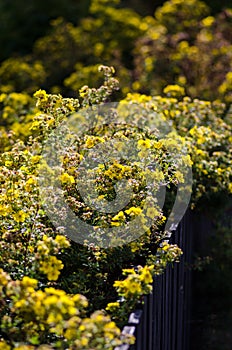 Potentilla fruticosa shrub photo