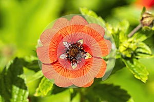 Potentilla `Gibson`s Scarlet