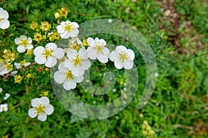 Potentilla glabra