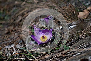 Potentilla grandis, graeter pasque flower.