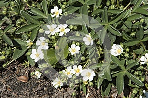 Potentilla tridentata Nuuk