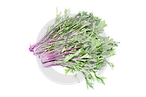 Potherb mustard in a white background