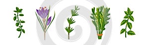 Potherbs and Kitchen Herbs as Condiment Vector Set