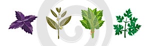 Potherbs and Kitchen Herbs as Condiment Vector Set