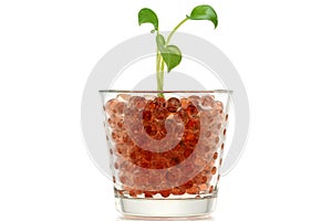 Pothos (Devil's Ivy) in Hydrogel Balls