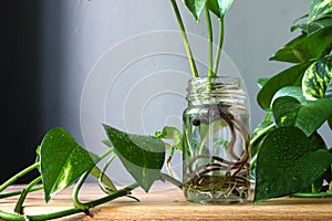 Pothos epipremnum aureum cuttings propagation