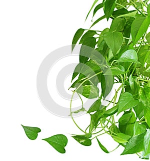 Pothos houseplant