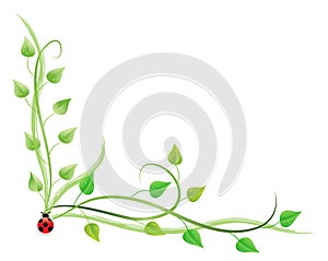 Pothos and ladybug photo