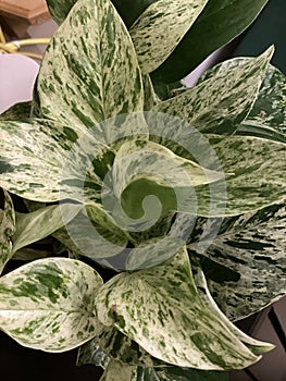 Pothos marble queen 2565